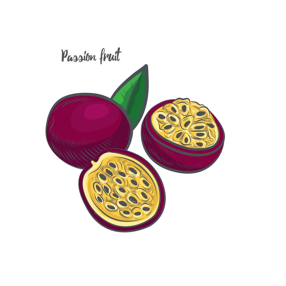 Ilustración de vector de boceto de fruta de la pasión.