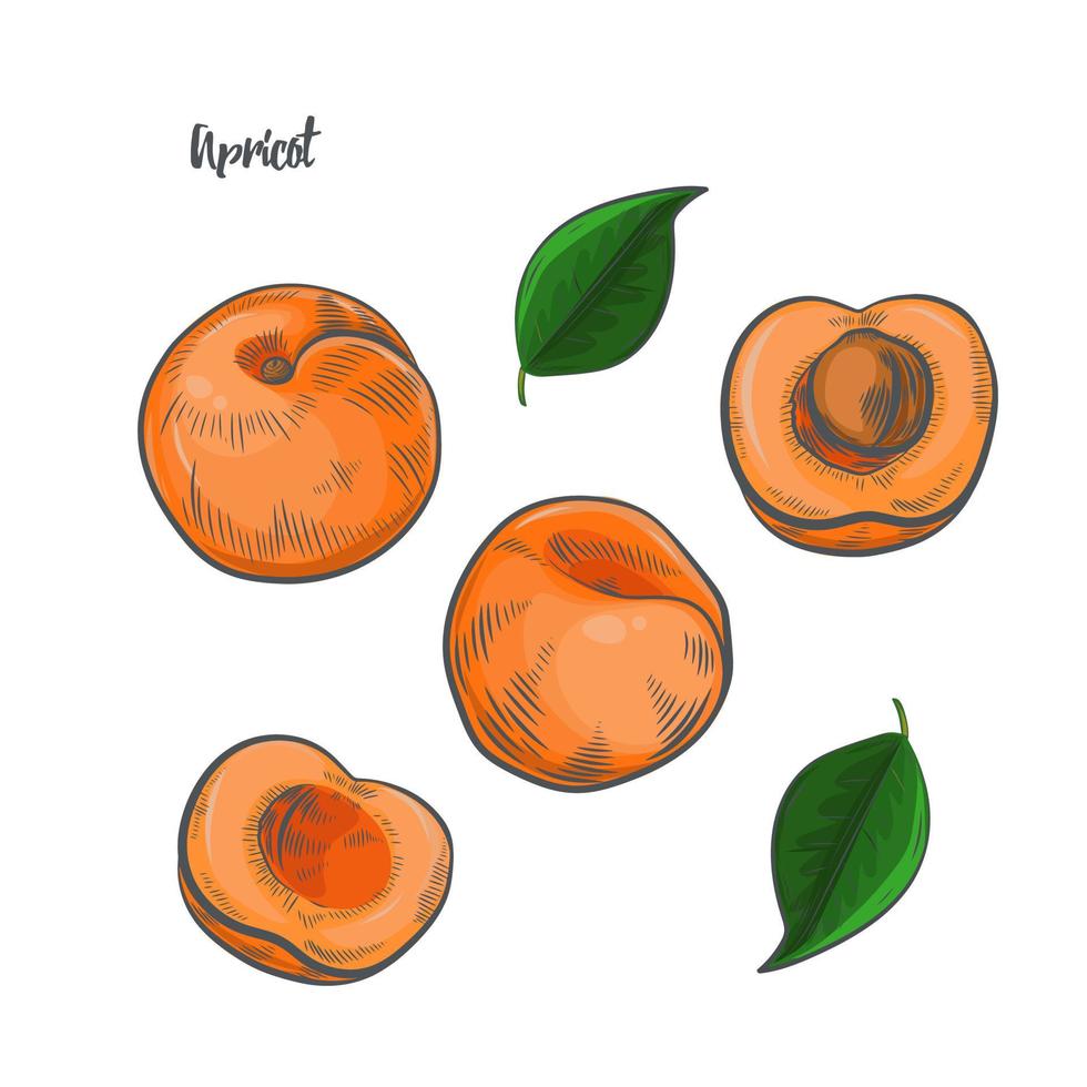 Apricot fruit sketch vector illustration.