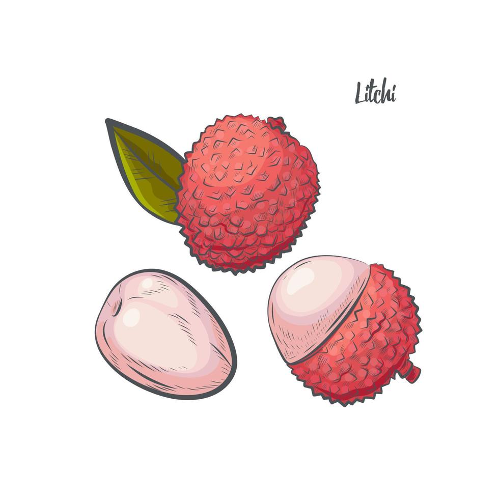 Ilustración de vector de dibujo de fruta litchi.