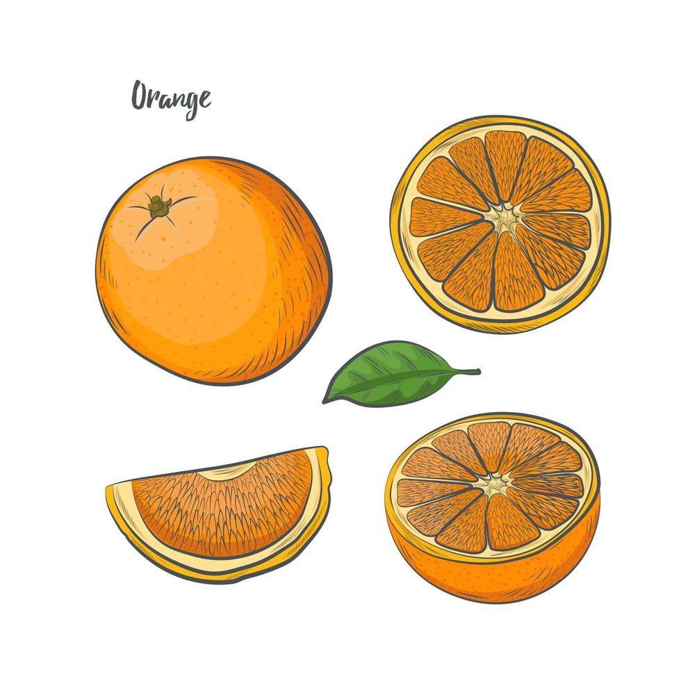 Orange fruit sketch vector illustration.