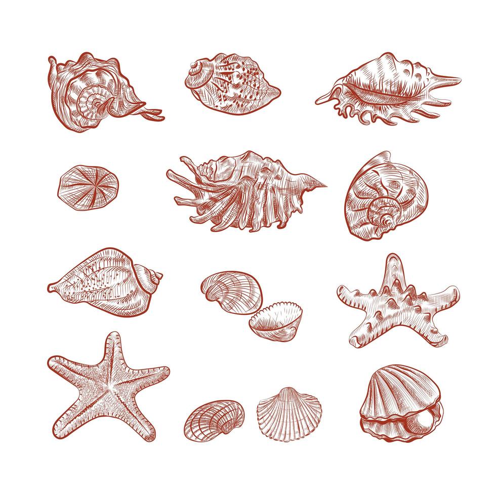 Seashells, starfish, clam hand drawn vector sketch.