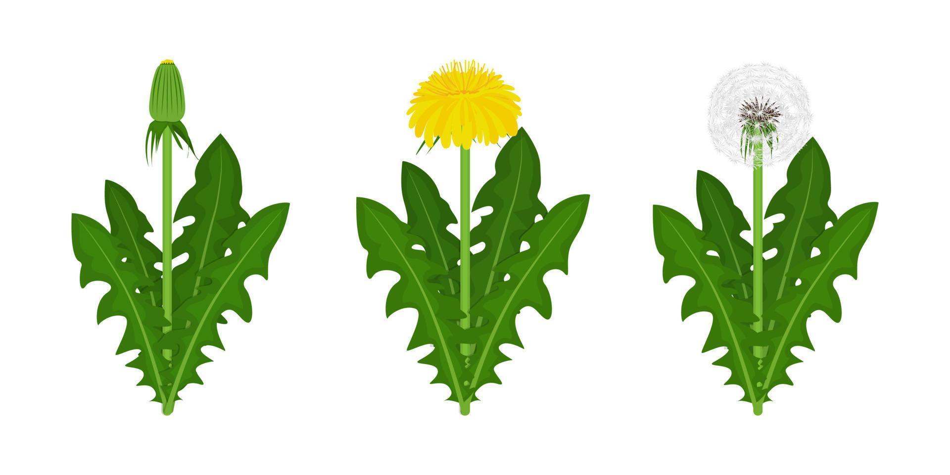 conjunto de etapas de floración de diente de león vector