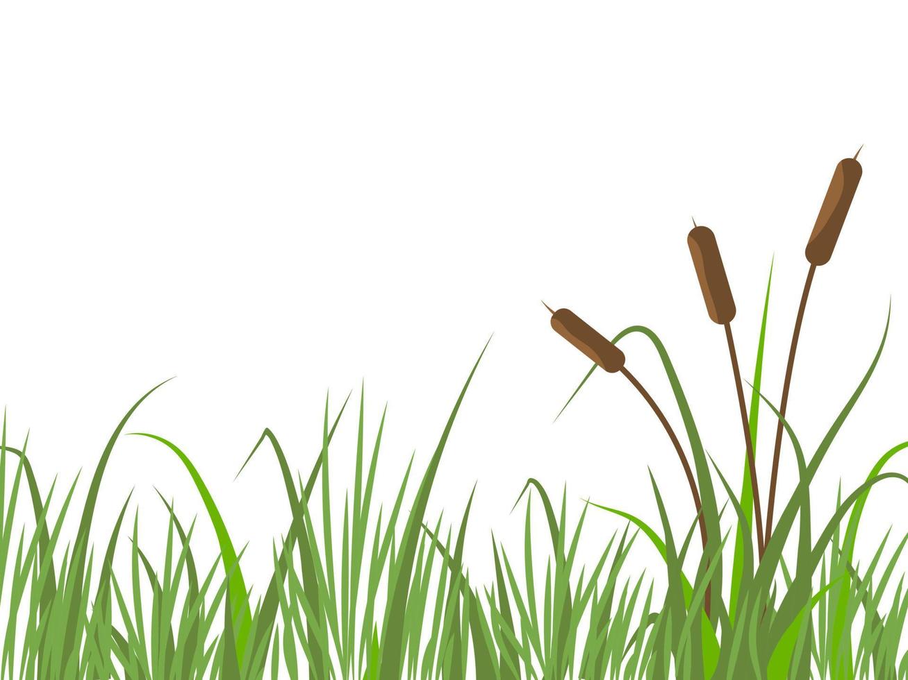 Nature background with reeds and grass. River landscape with plants. Flat vector illustration.