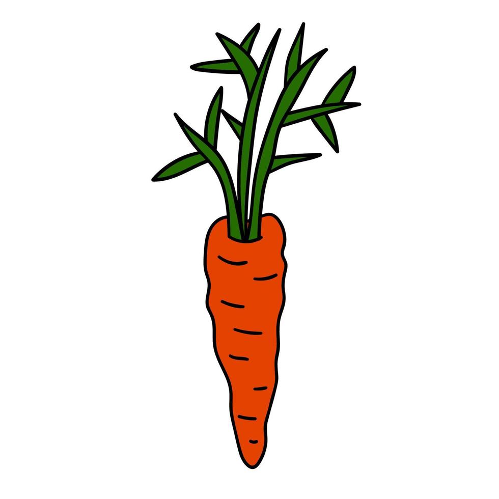 Cartoon doodle linear carrot with leaves isolated on white background. vector