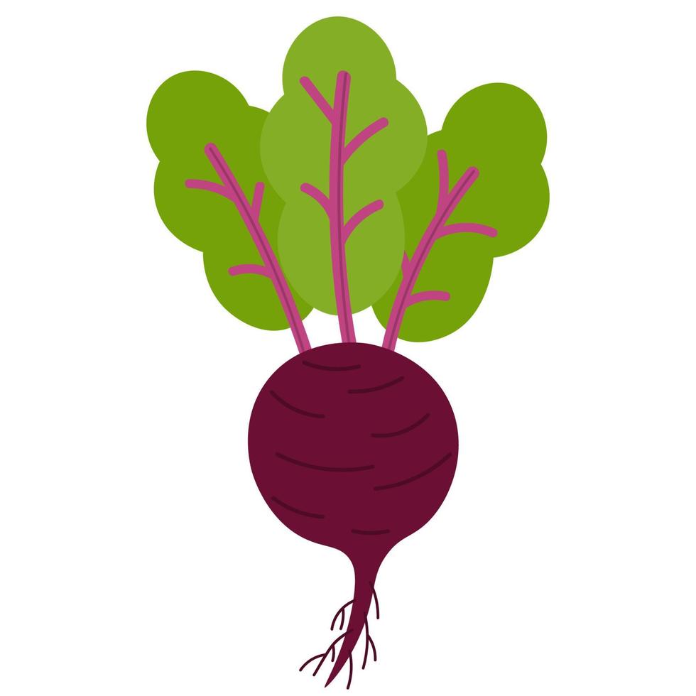 Red beet with leaves and roots isolated on white background. Flat icon. vector