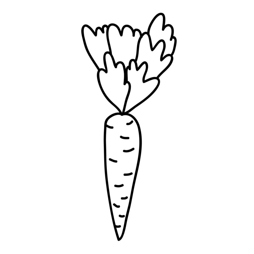 Cartoon doodle linear carrot with leaves isolated on white background. vector