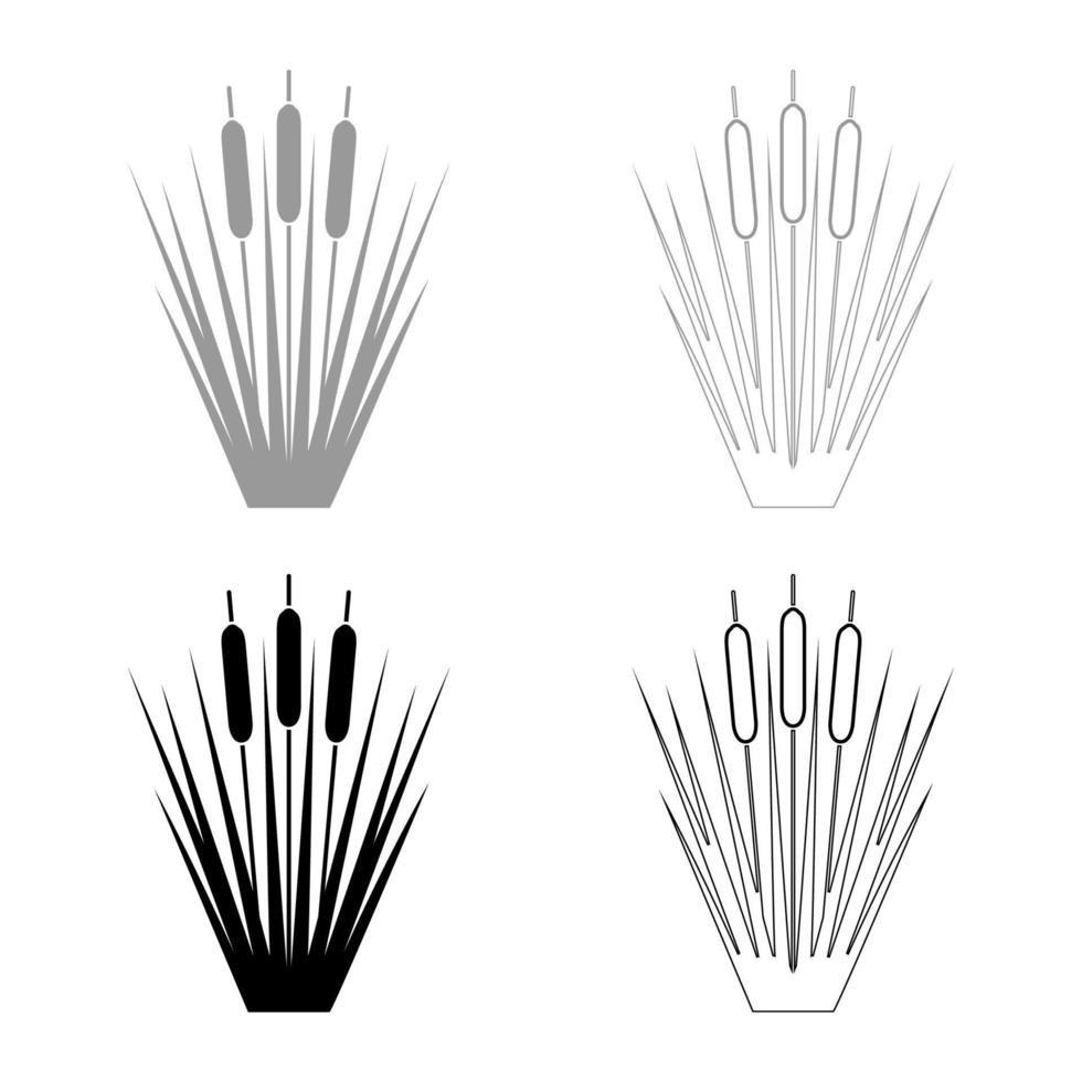reed junco cañas club-rush ling cane rush conjunto de iconos negro gris color vector ilustración imagen de estilo plano