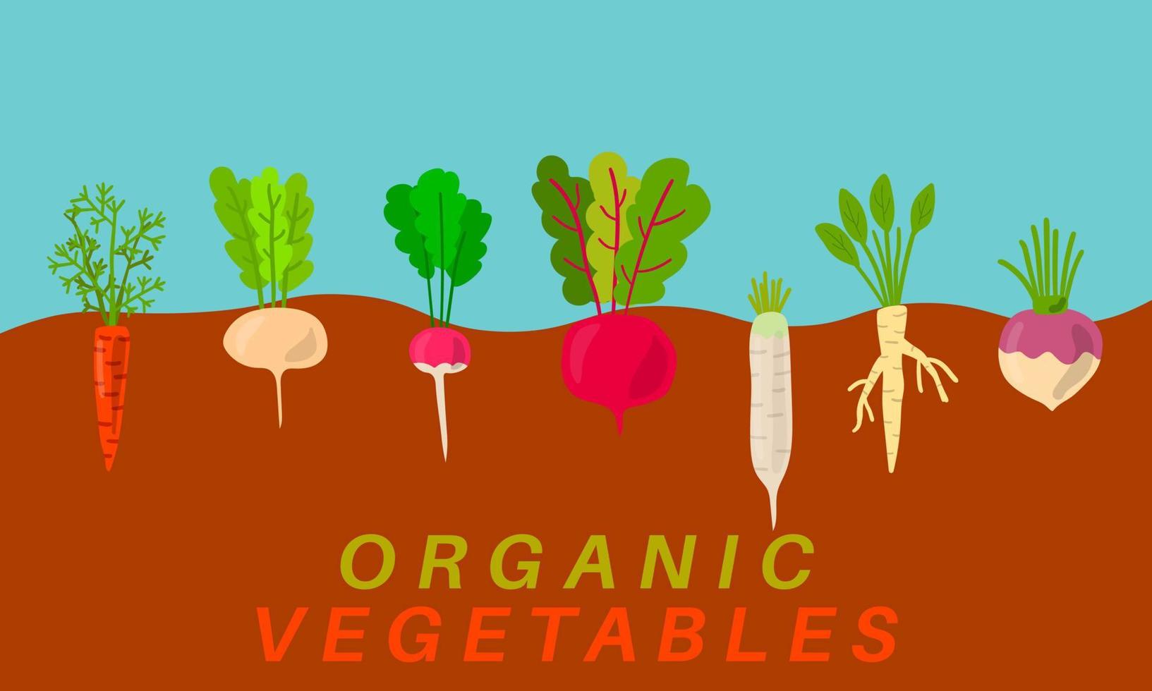 Organic vegetables garden growing. Vegetable gardening sketch. Plants showing root structure below ground level, veggies growing and planting. vector