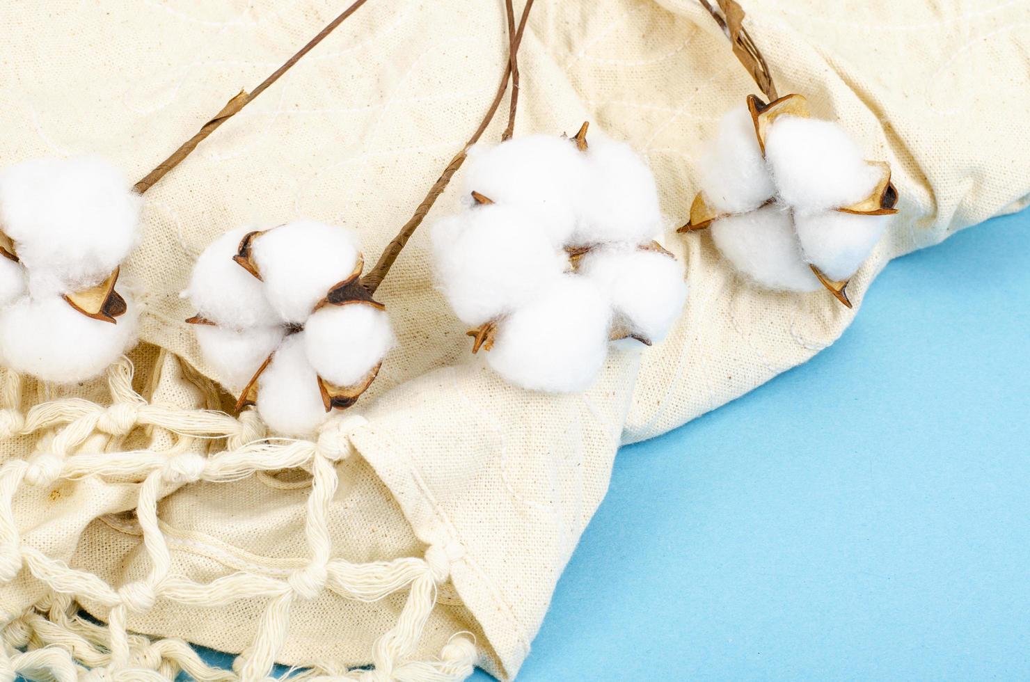 Delicate white fluffy cotton flowers on pastel blue paper background, top view. Natural organic fiber, raw materials for making fabric. Studio Photo