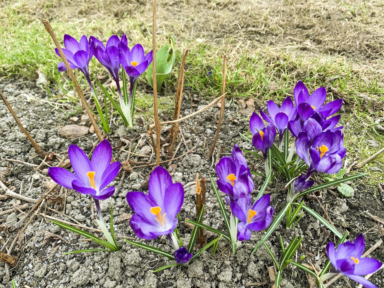 First spring flowers crocuses on still frozen ground. Studio Photo