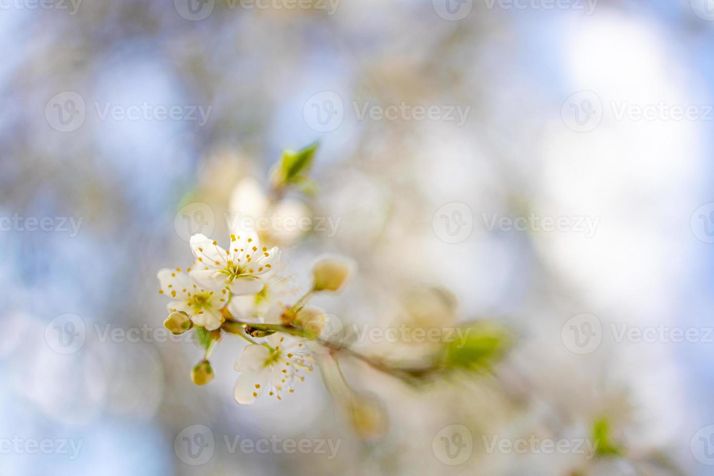 Beautiful spring nature scene with pink blooming tree. Tranquil spring summer nature closeup and blurred forest background. Idyllic nature photo