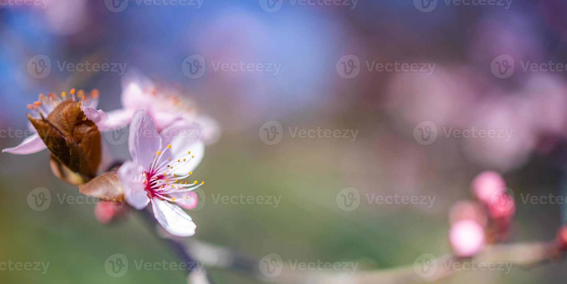 Beautiful spring nature scene with pink blooming tree. Tranquil spring summer nature closeup and blurred forest background. Idyllic nature photo