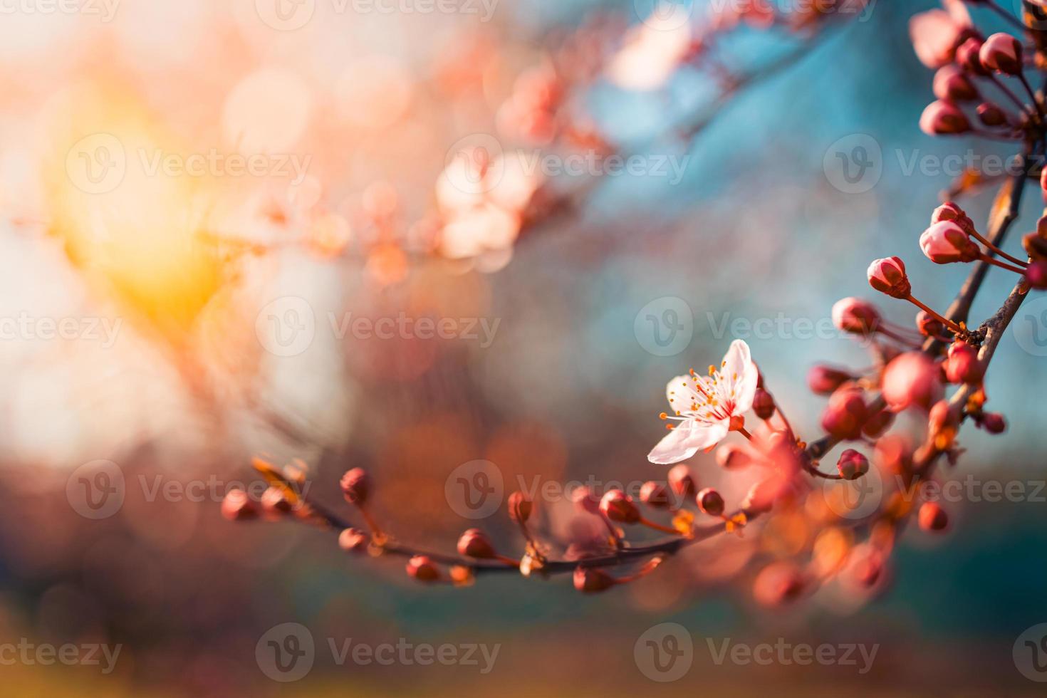 Beautiful spring nature scene with pink blooming tree. Tranquil spring summer nature closeup and blurred forest background. Idyllic nature photo