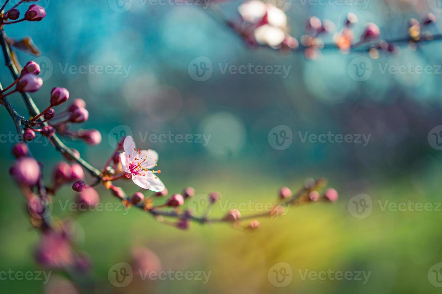Beautiful spring nature scene with pink blooming tree. Tranquil spring summer nature closeup and blurred forest background. Idyllic nature photo