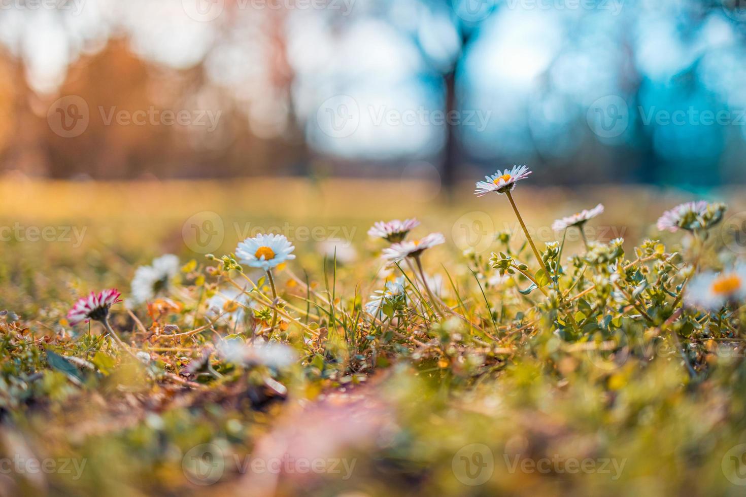 paisaje de campo de puesta de sol de enfoque suave abstracto flores de margarita amarilla y pradera de hierba cálida hora dorada puesta de sol hora del amanecer. tranquilo primavera verano naturaleza primer plano fondo de bosque borroso. naturaleza idílica foto