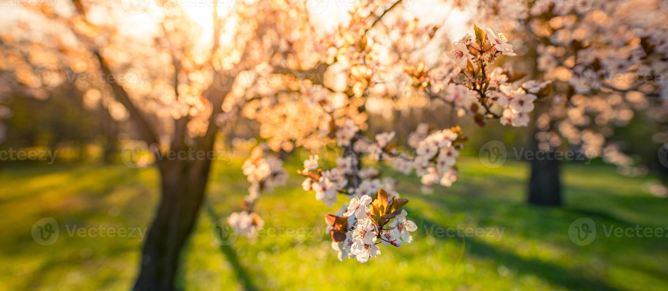 Sunset over blossoming cherry on blurred love background in spring on nature outdoors. Pink sakura flowers, amazing colorful dreamy romantic artistic spring sunrise nature, banner design photo