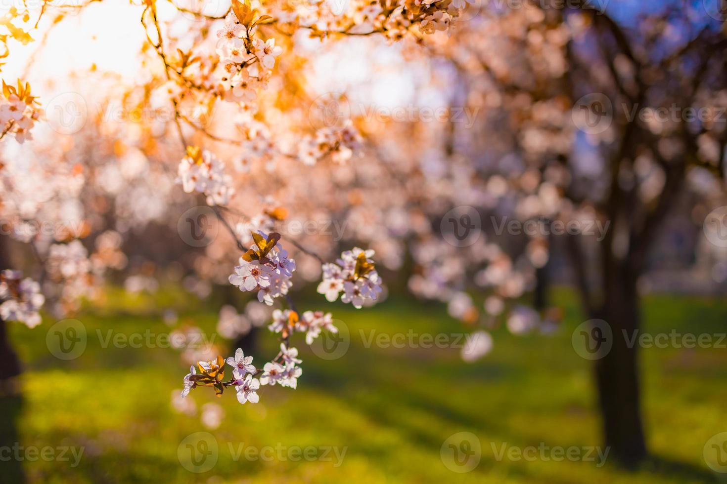 Spring sunset romantic blossoms. Amazing nature scene with blooming tree and sunny view. Sunny day. Spring beauty floral closeup artistic abstract blurred background. Springtime nature photo