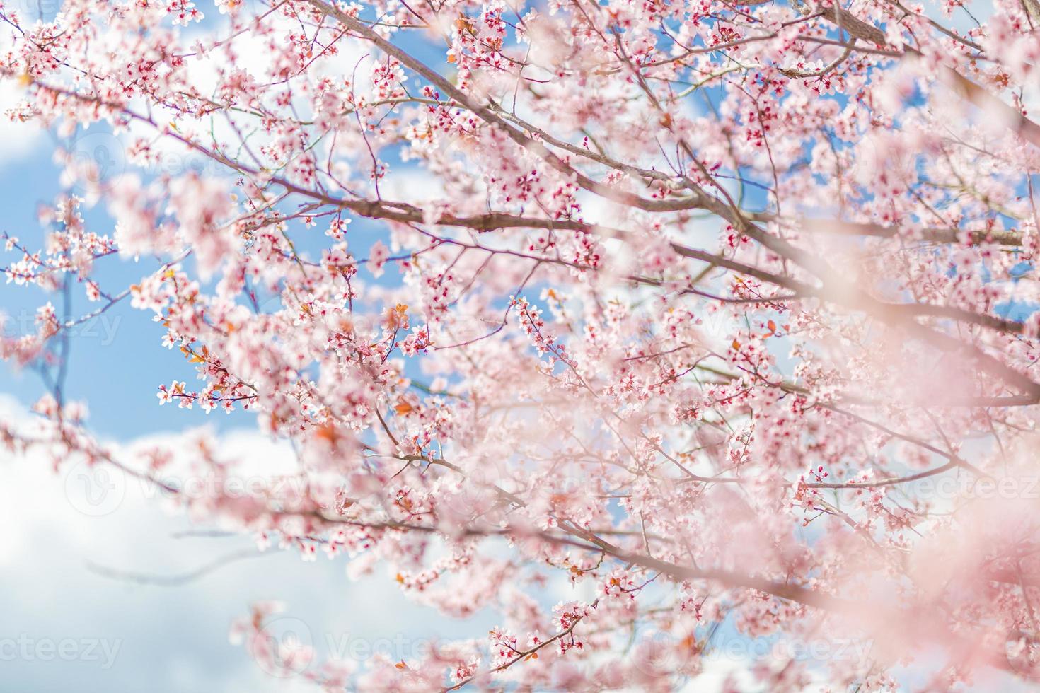 flores románticas de primavera. asombrosa escena natural con árboles florecientes y vistas soleadas. día soleado. primavera belleza floral primer plano abstracto artístico fondo borroso. naturaleza primaveral foto