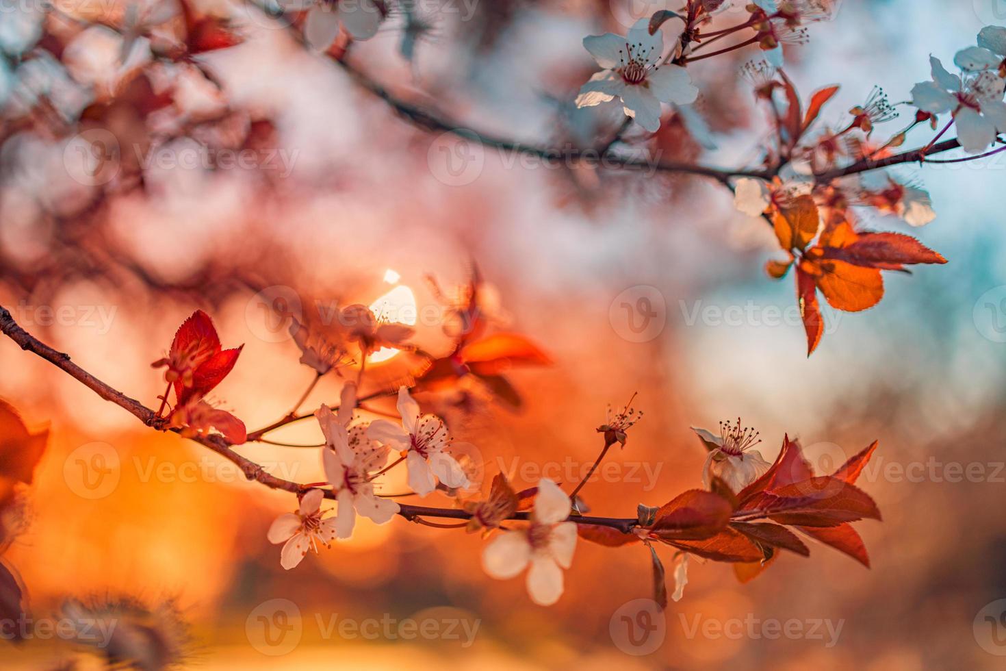 Spring sunset romantic blossoms. Amazing nature scene with blooming tree and sunny view. Sunny day. Spring beauty floral closeup artistic abstract blurred background. Springtime nature photo