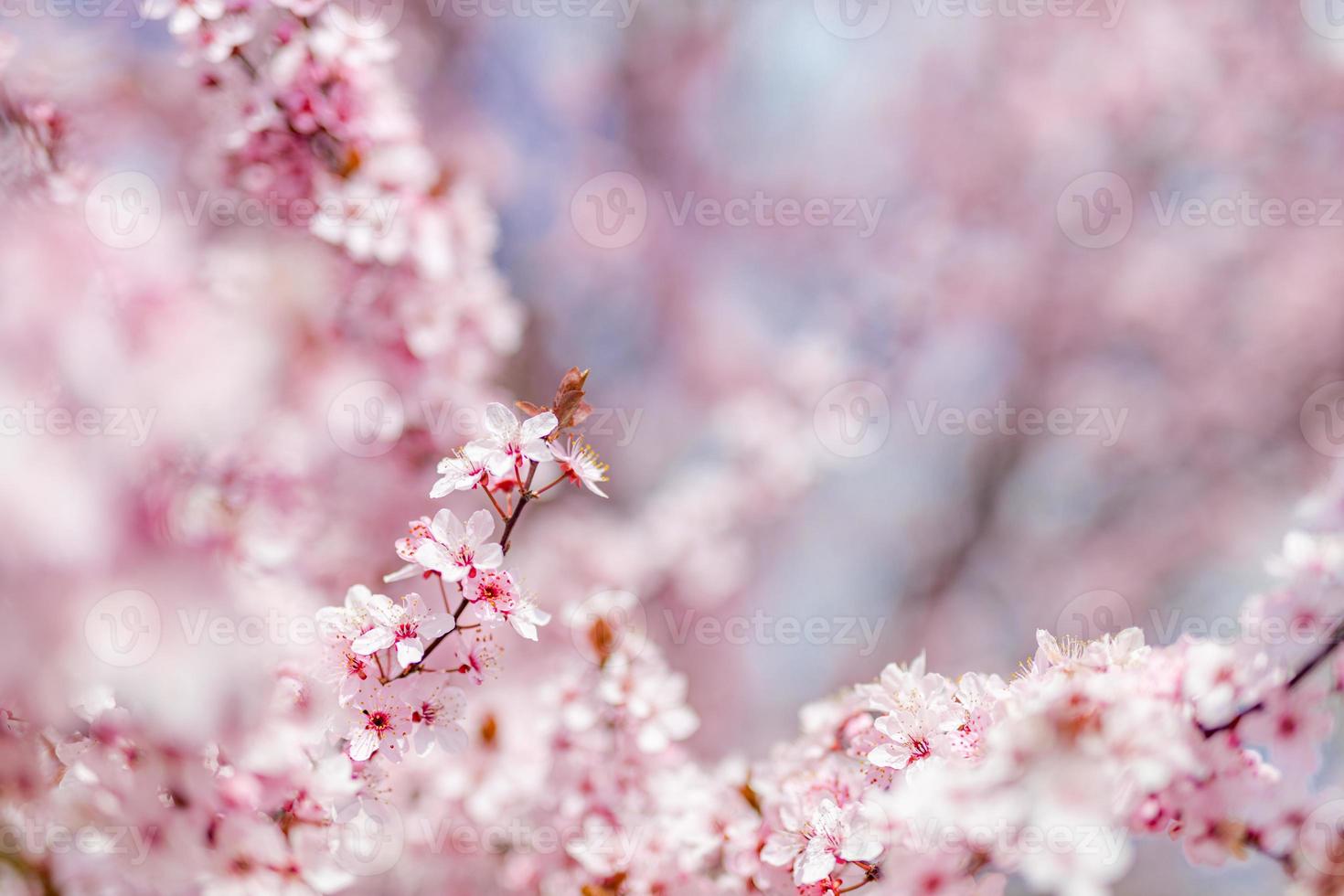 Spring romantic blossoms. Amazing nature scene with blooming tree and sunny view. Sunny day. Spring beauty floral closeup artistic abstract blurred background. Springtime nature photo