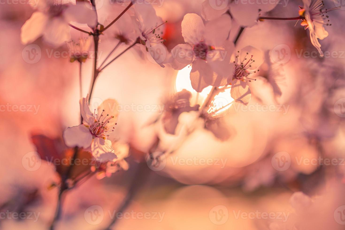 fondos de flores rosas de primavera. primer plano de la naturaleza de ensueño con sakura, flor de cerezo en un paisaje de primavera bokeh borroso. colores pastel pacíficos, flores florecientes románticas foto