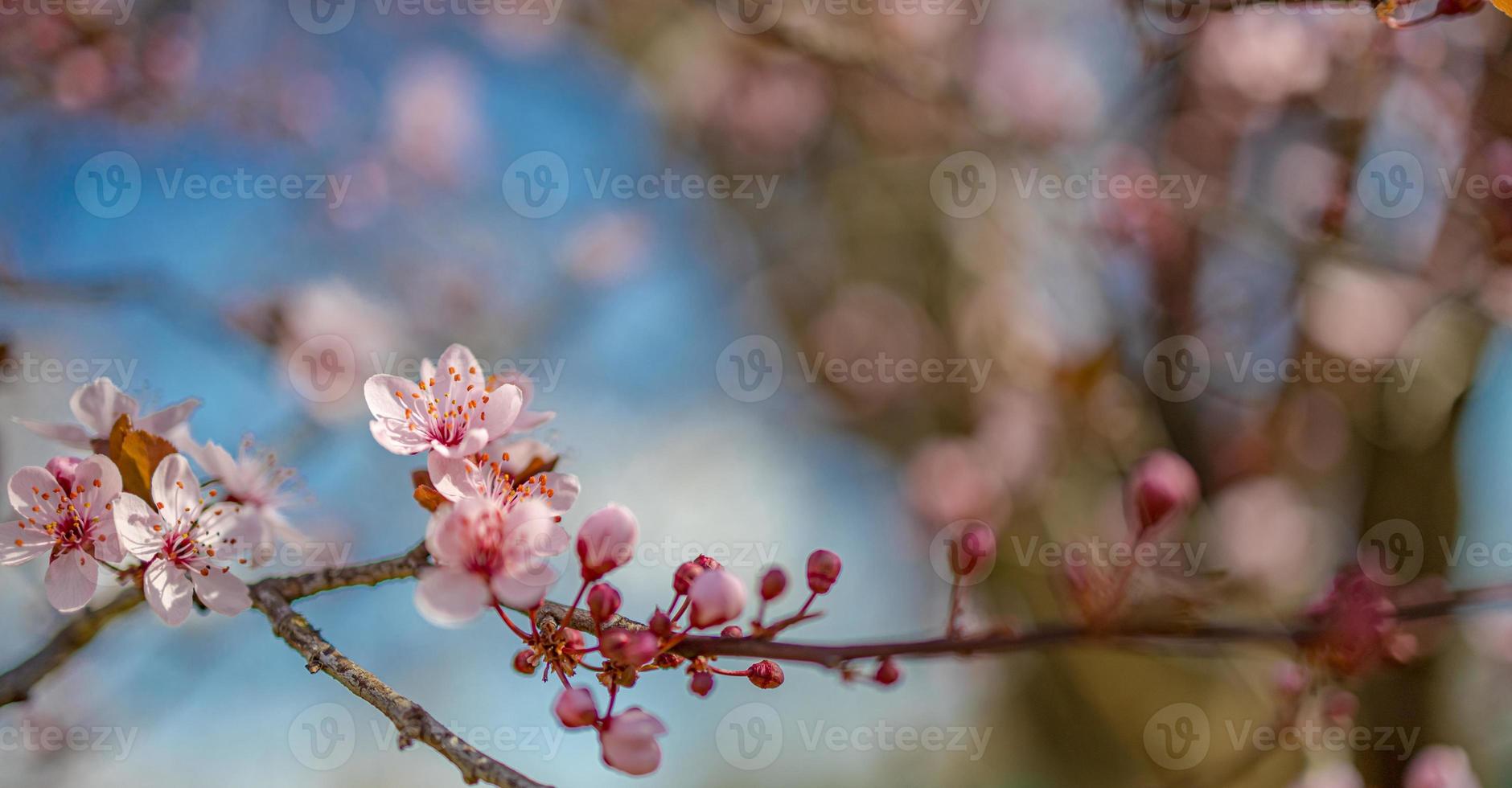 Beautiful spring nature scene with pink blooming tree. Tranquil spring summer nature closeup and blurred forest background. Idyllic nature photo