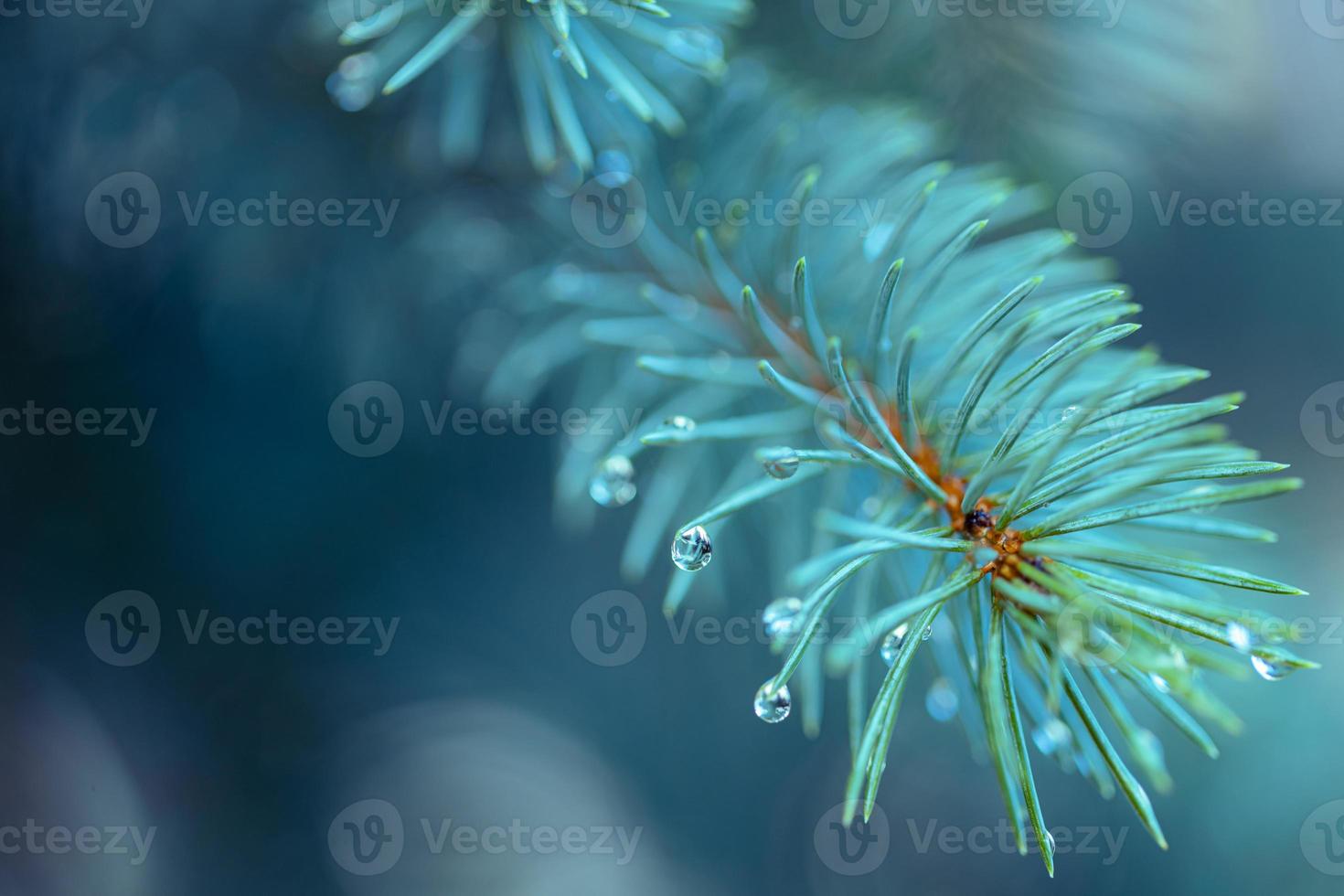 Blue spruce with drops of snow melting, macro. Abstract background from conifer evergreen pine tree branches with dew water drops, natural outdoor hipster concept photo