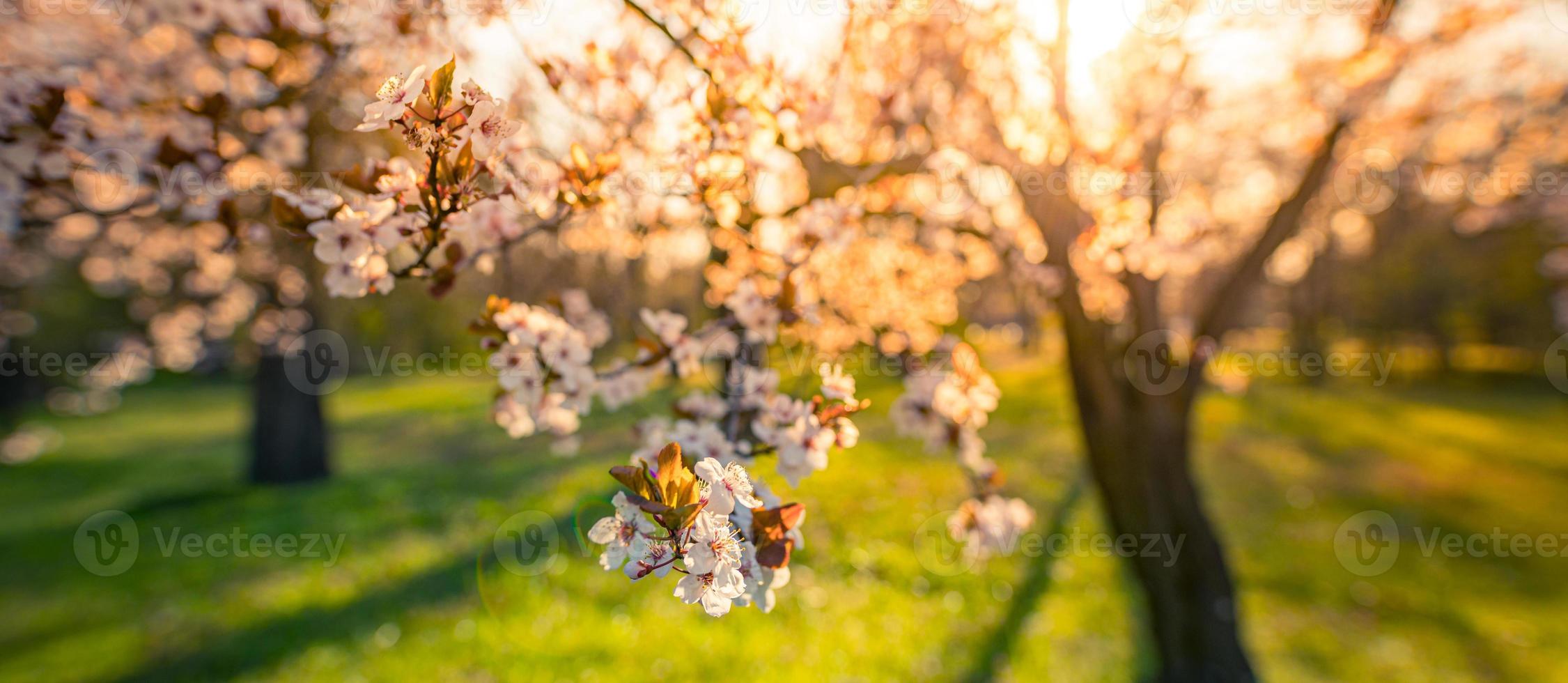 Sunset over blossoming cherry on blurred love background in spring on nature outdoors. Pink sakura flowers, amazing colorful dreamy romantic artistic spring sunrise nature, banner design photo