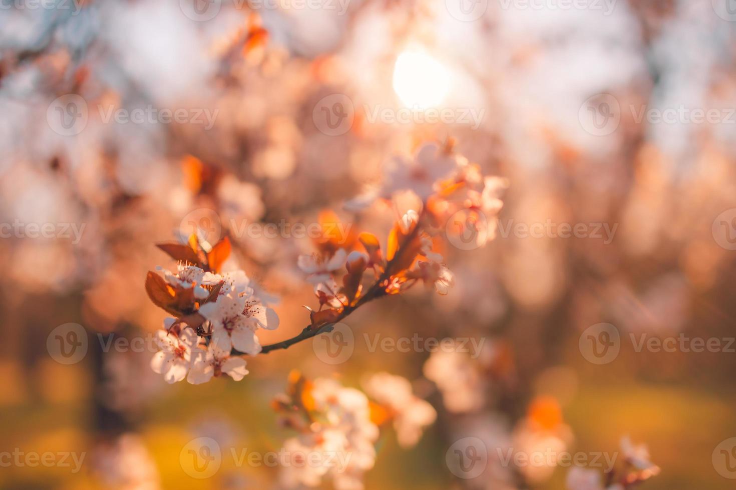 Spring pink flowers backgrounds. Dream nature closeup with sakura, cherry blossom in blurred bokeh springtime landscape. Peaceful pastel colors, romantic blooming flowers photo