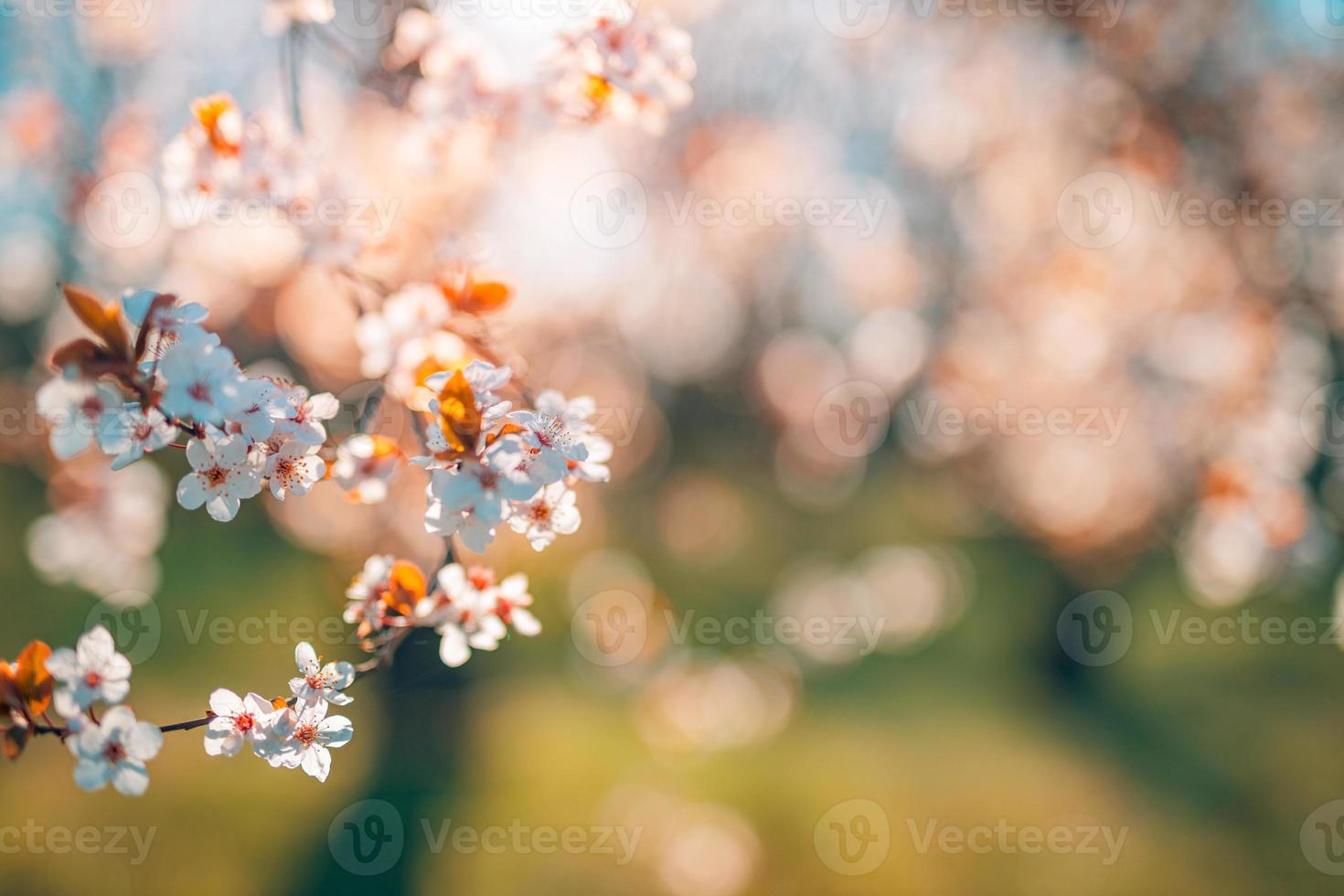 fondos de flores rosas de primavera. primer plano de la naturaleza de ensueño con sakura, flor de cerezo en un paisaje de primavera bokeh borroso. colores pastel pacíficos, flores florecientes románticas foto