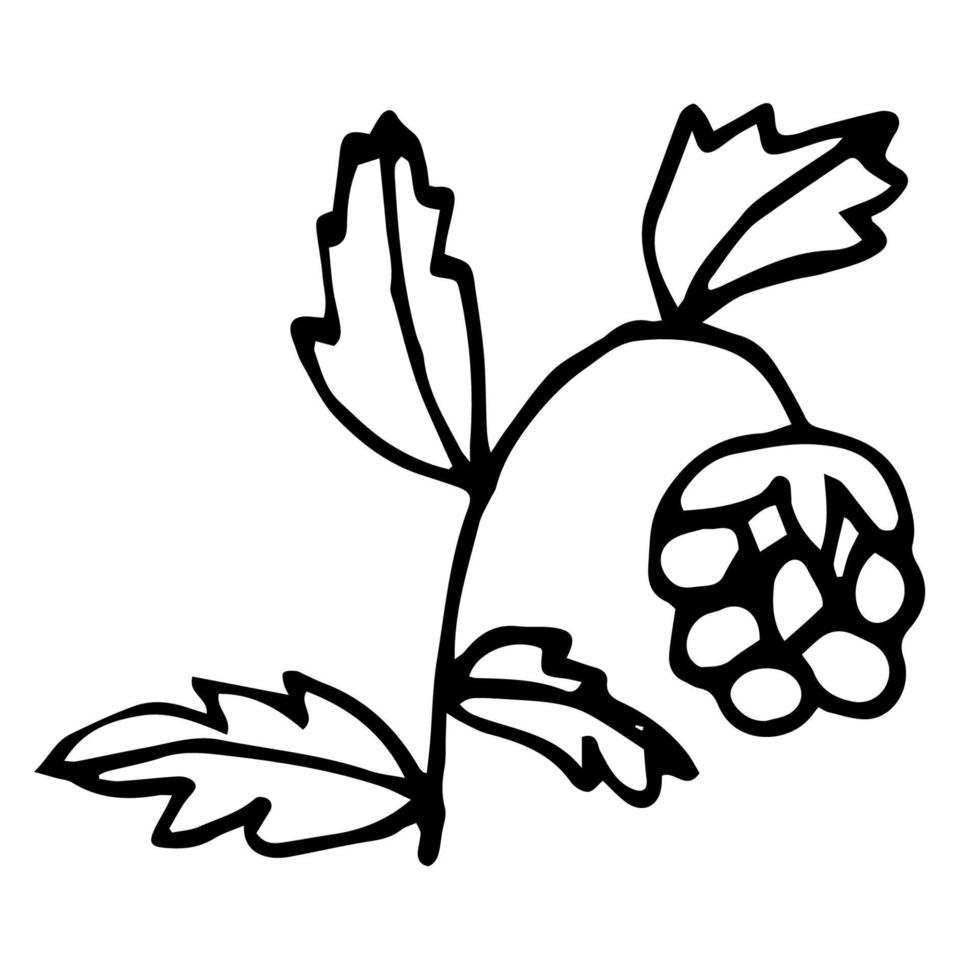 Cartoon doodle linear raspberry isolated on white background. vector