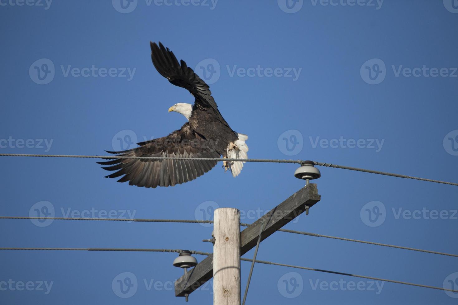 Bald Eagle in Flight photo