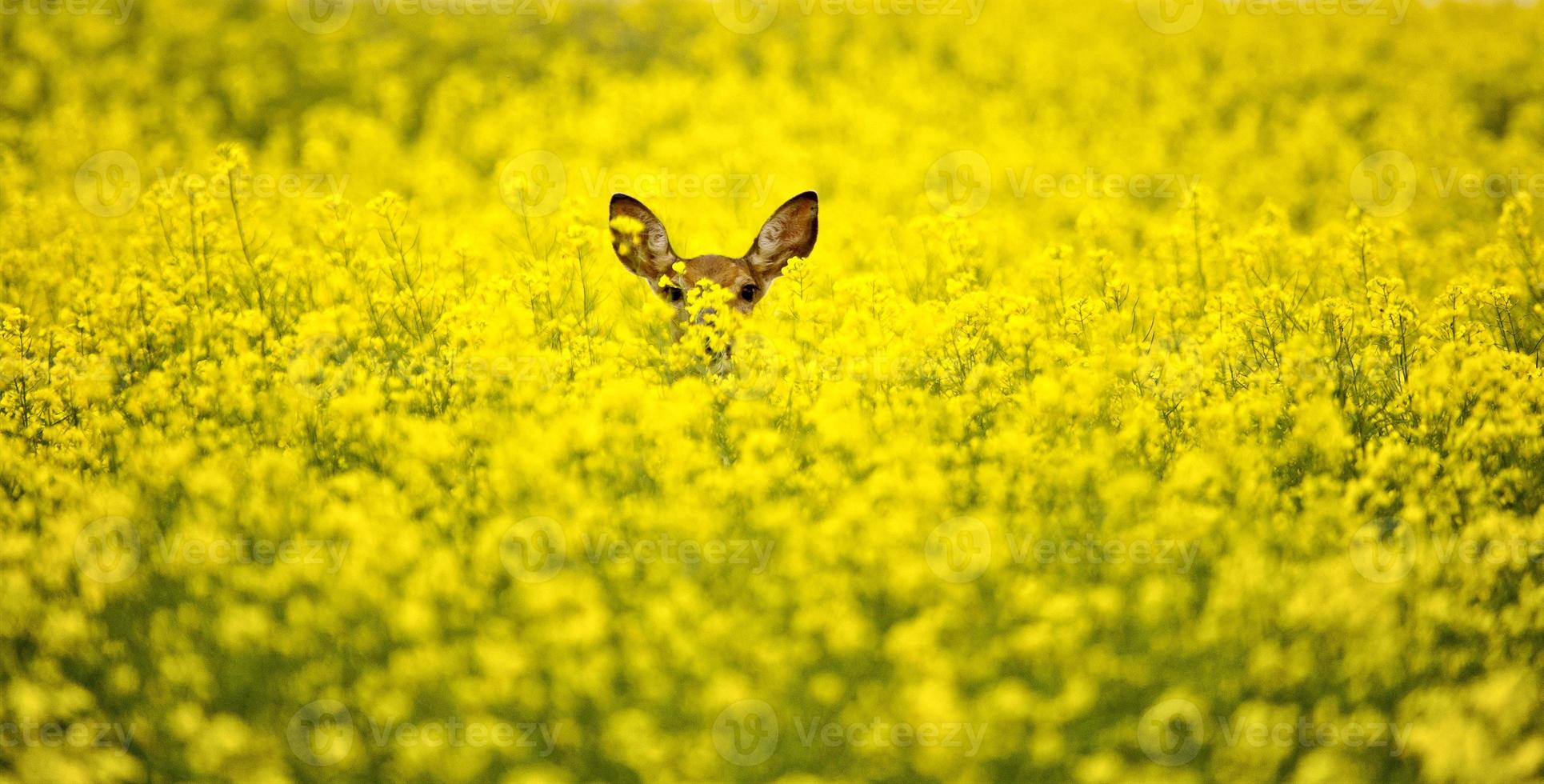 Deer in Canola Field photo