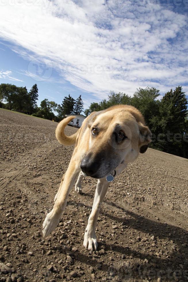 perro de granja canadá foto