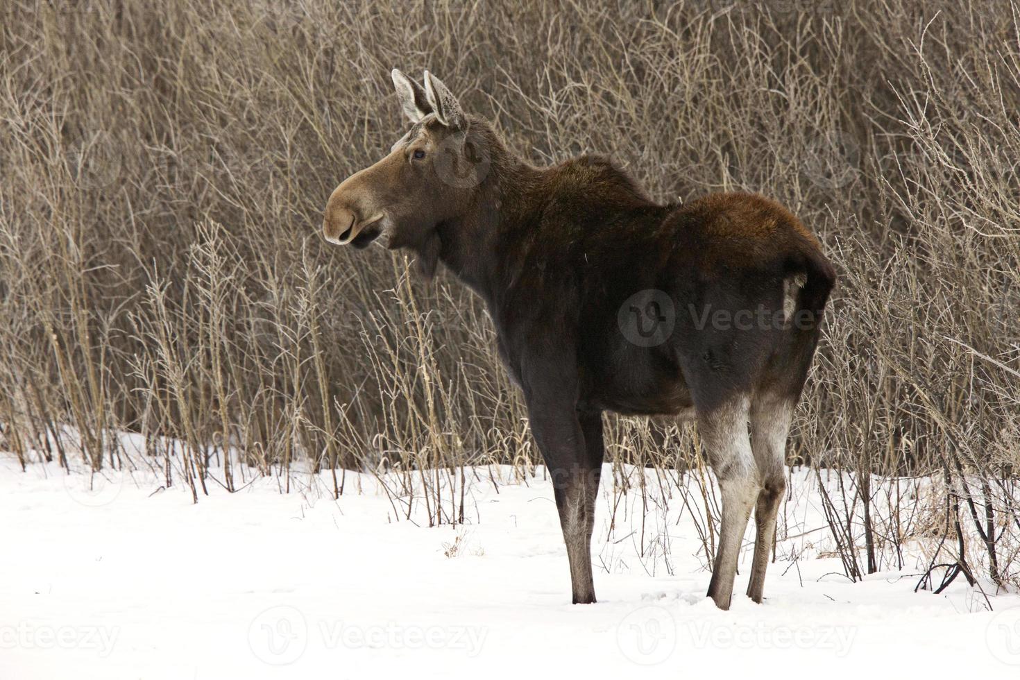 Prairie Moose Canada photo