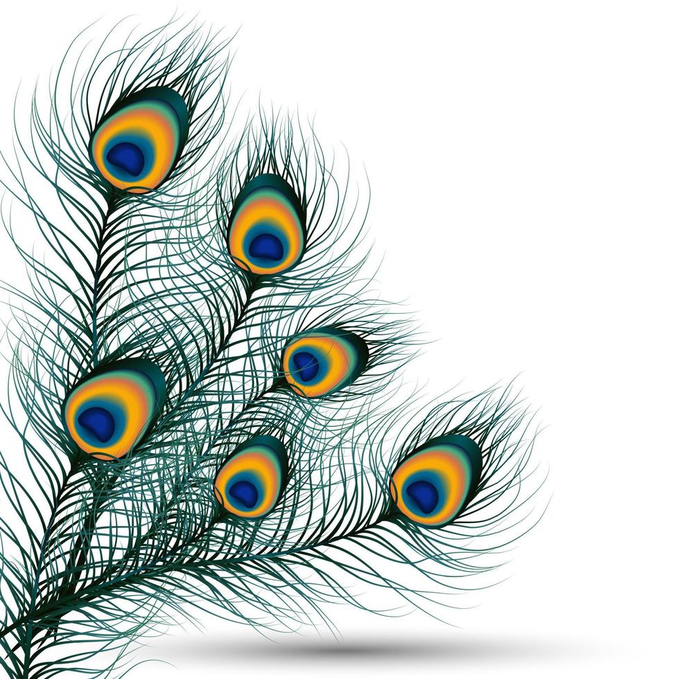 Peacock feather on isolated background. vector