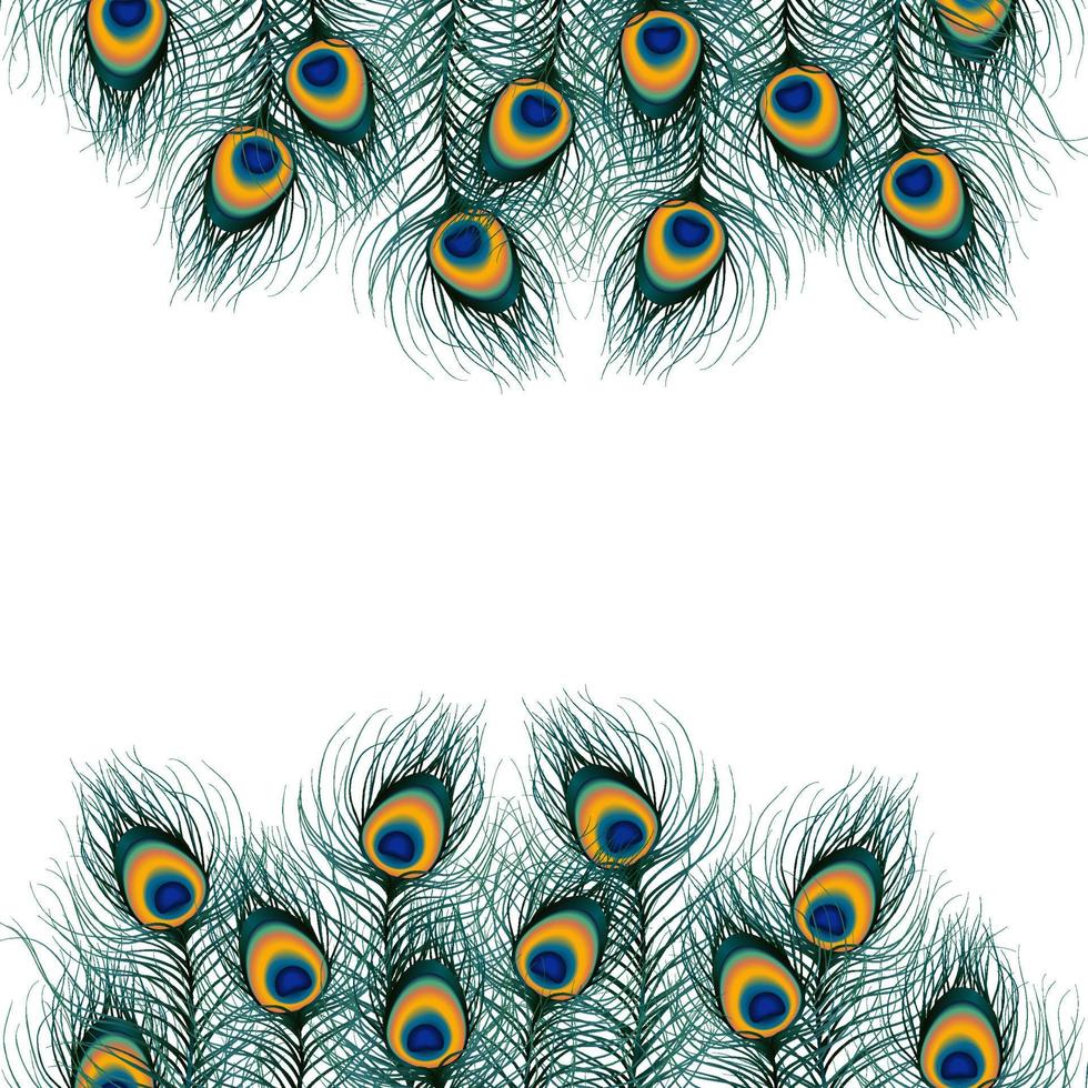 Peacock feather on isolated background vector