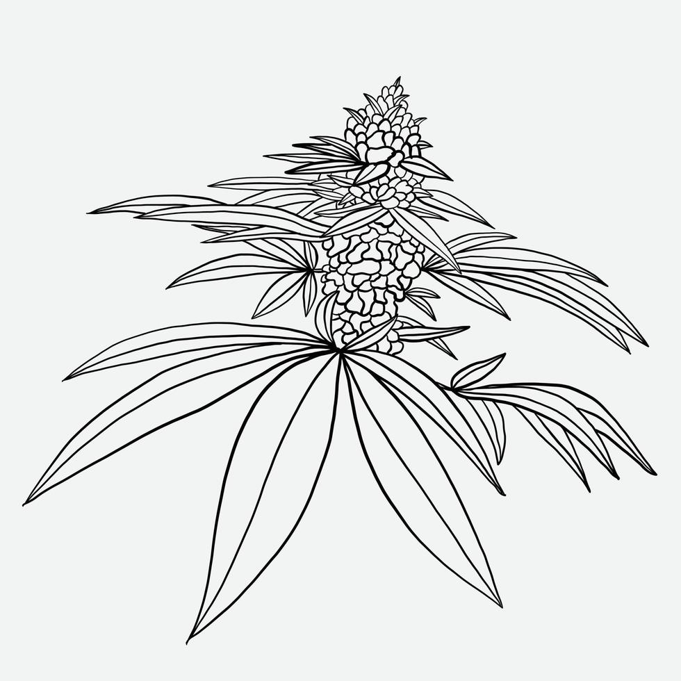 simplicity cannabis leaf freehand drawing flat design. vector