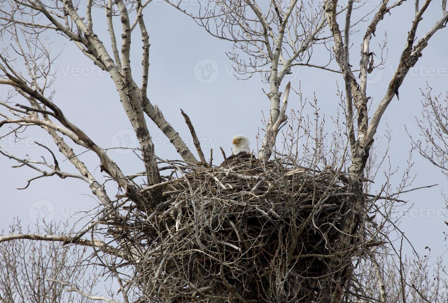 águila en nido foto