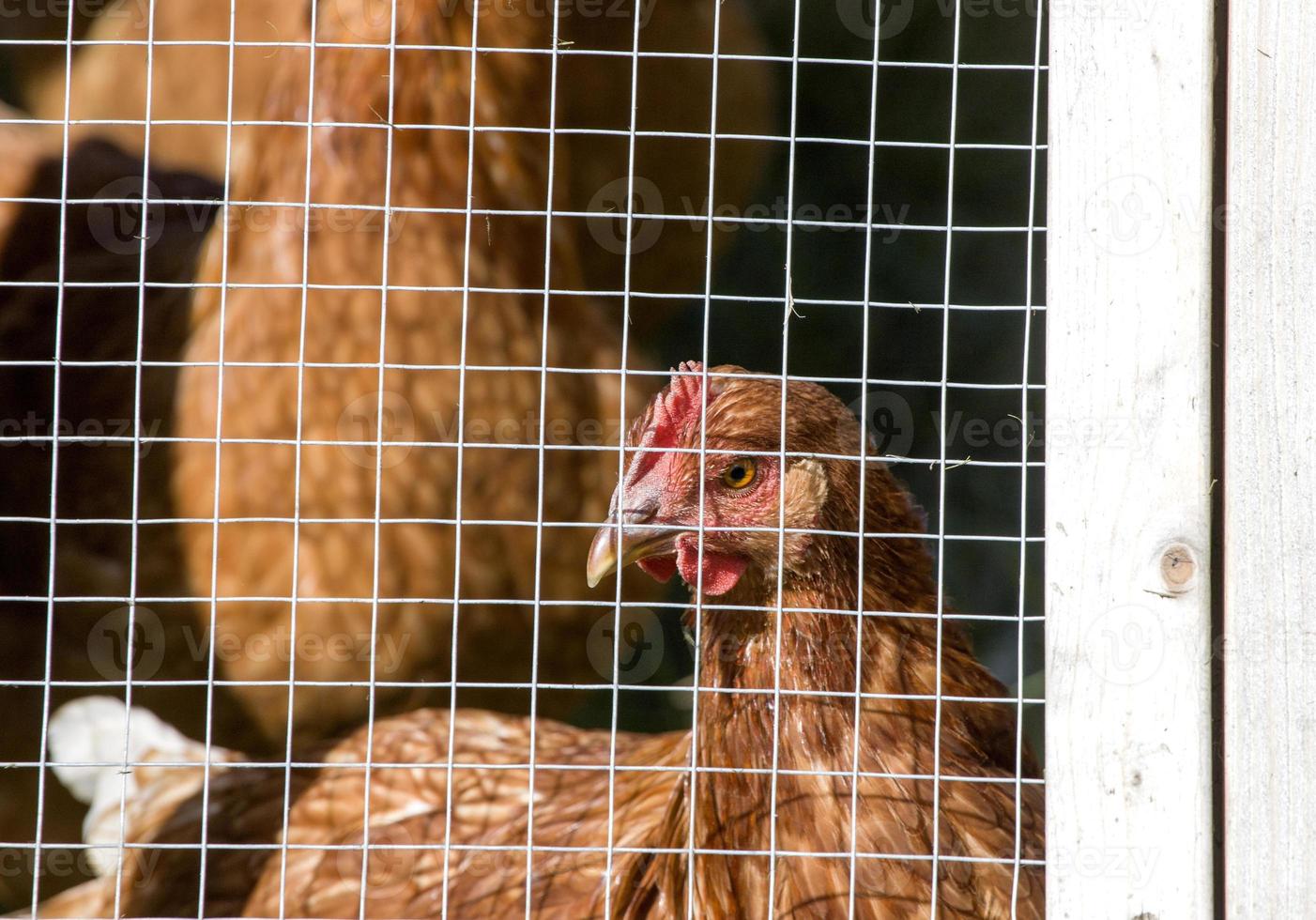 Caged Chickens rural farm photo