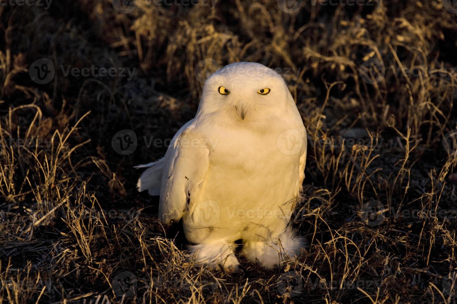 Snowy Owl at sunset photo