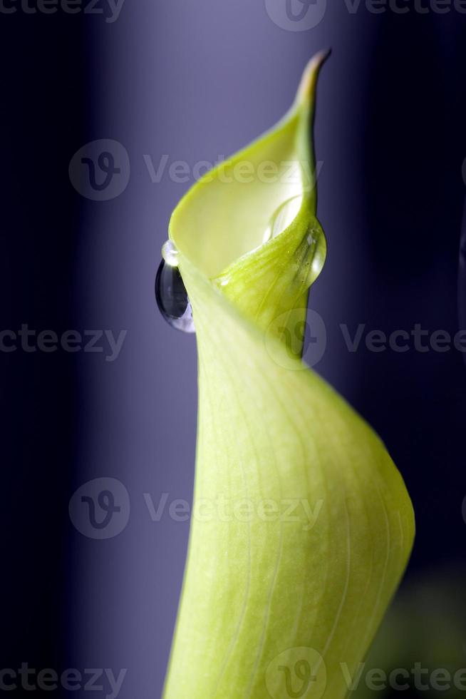 Close up lily water drop photo