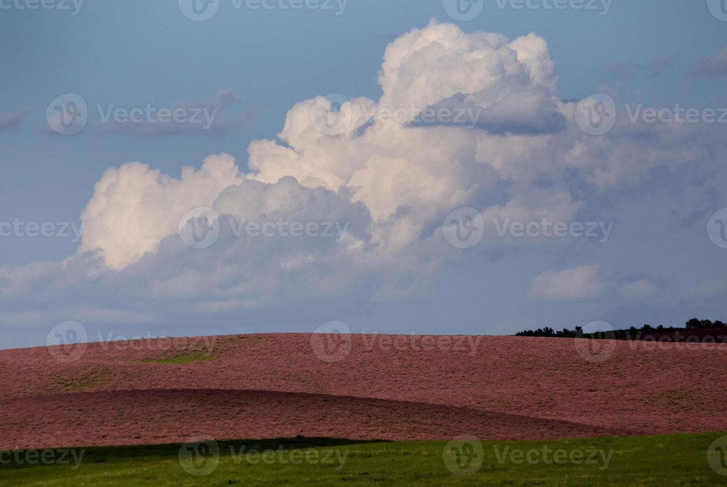 alfalfa flor rosa foto