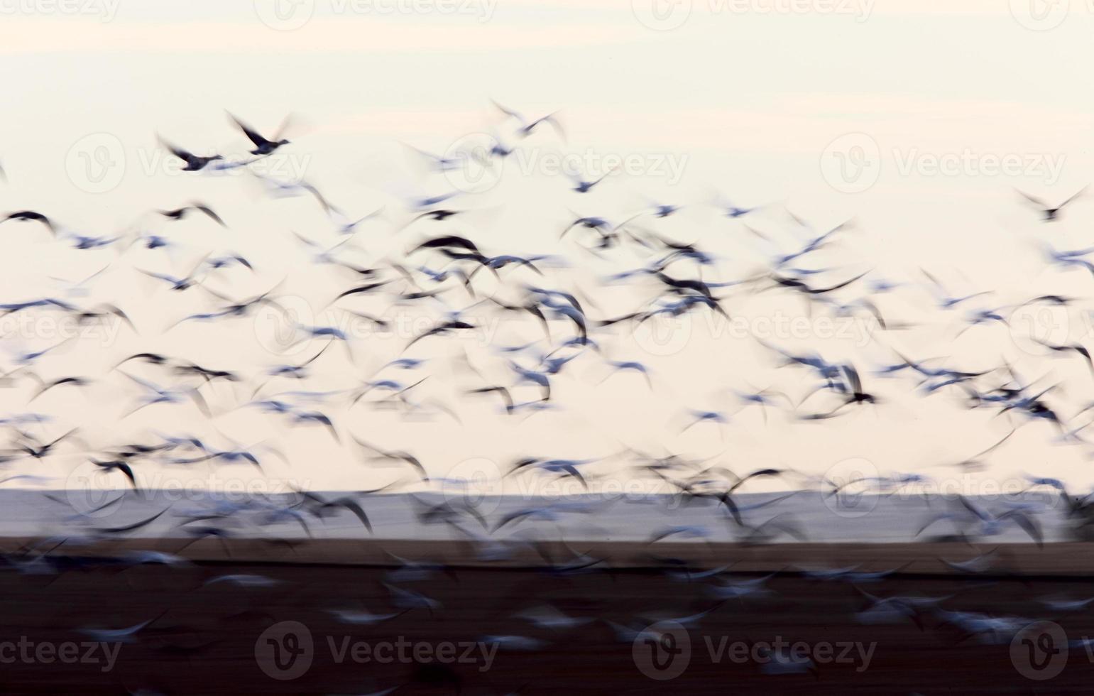 Blurred Image Snow Geese panned photo