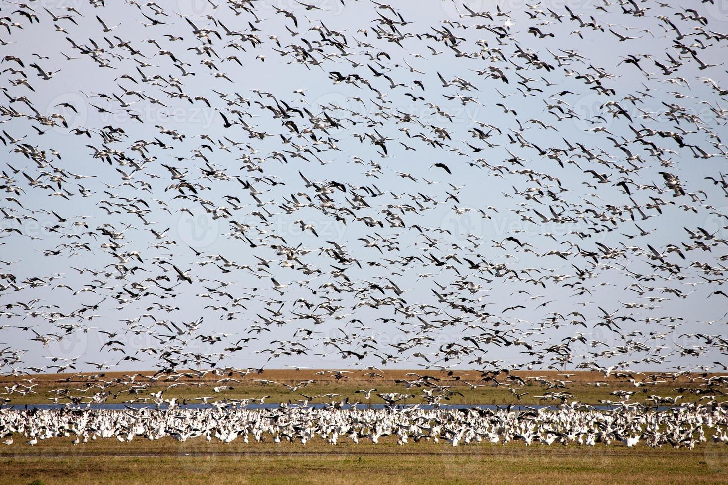 Swarm of Snow Geese photo