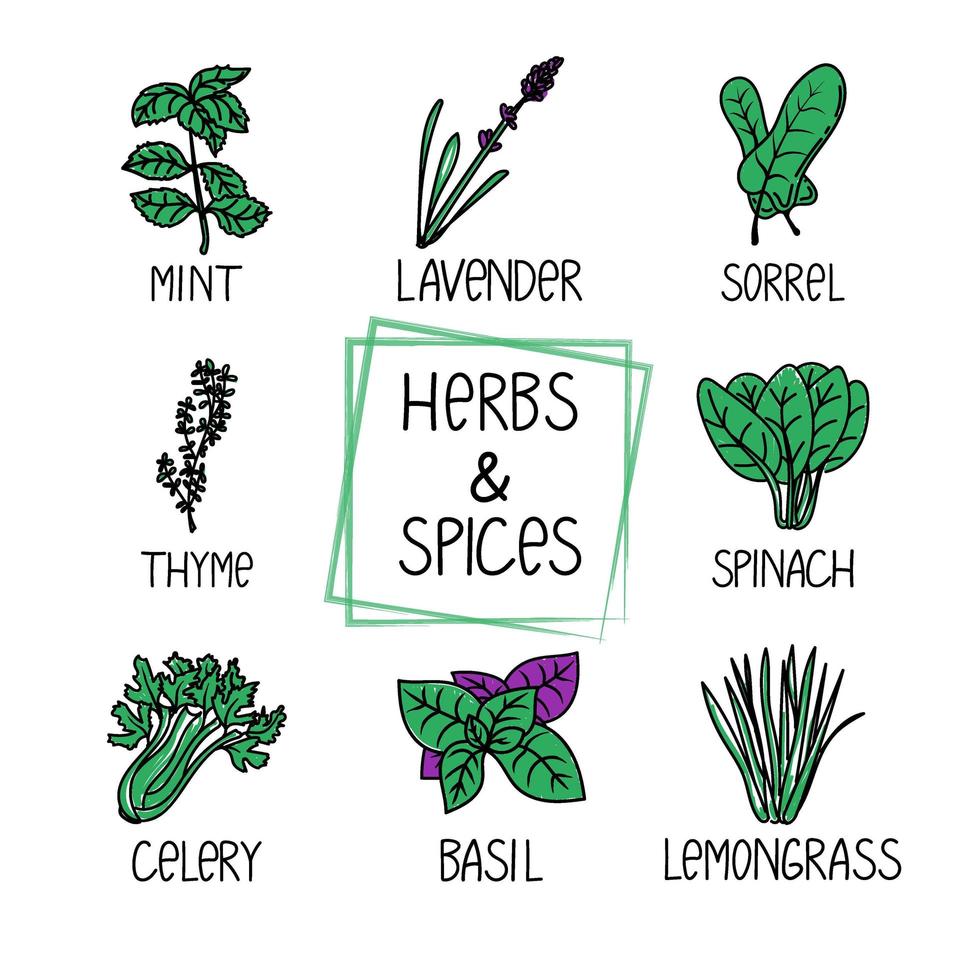 conjunto de hierbas y especias, elemento dibujado en estilo garabato. una plantilla de diseño de empaque con logotipo y emblema: menta, tomillo, lavanda, albahaca, etc. logotipo en un estilo lineal moderno. vector