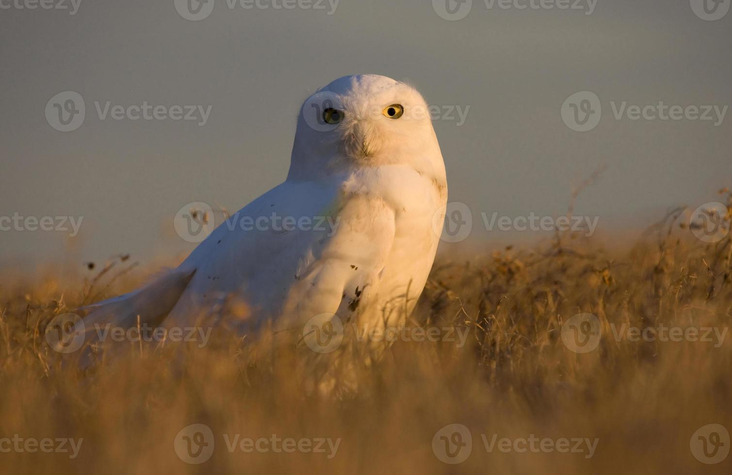 Snowy Owl at sunset photo