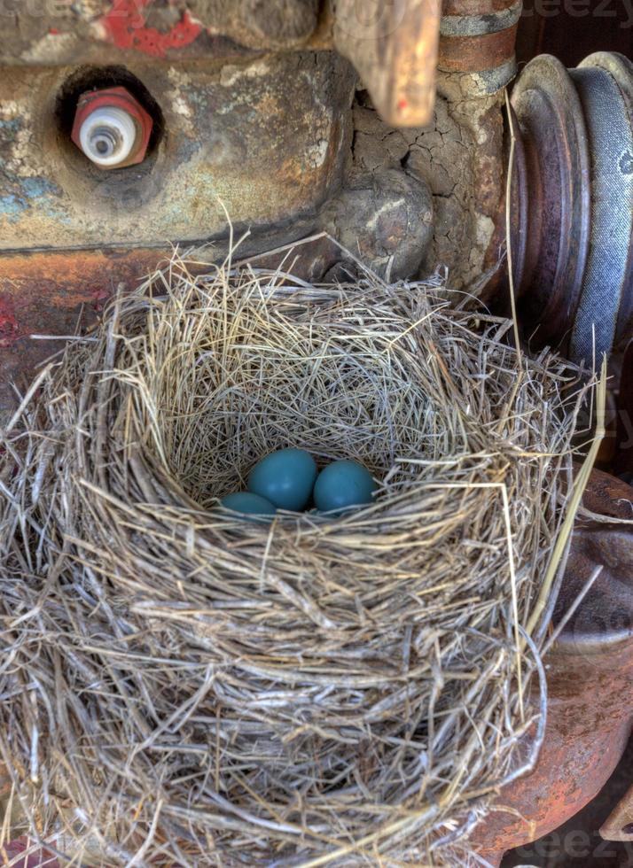 Robins nest in old tractor photo