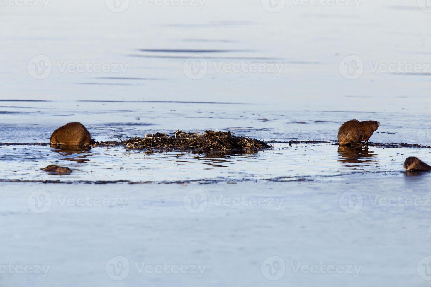 Muskrats at work photo