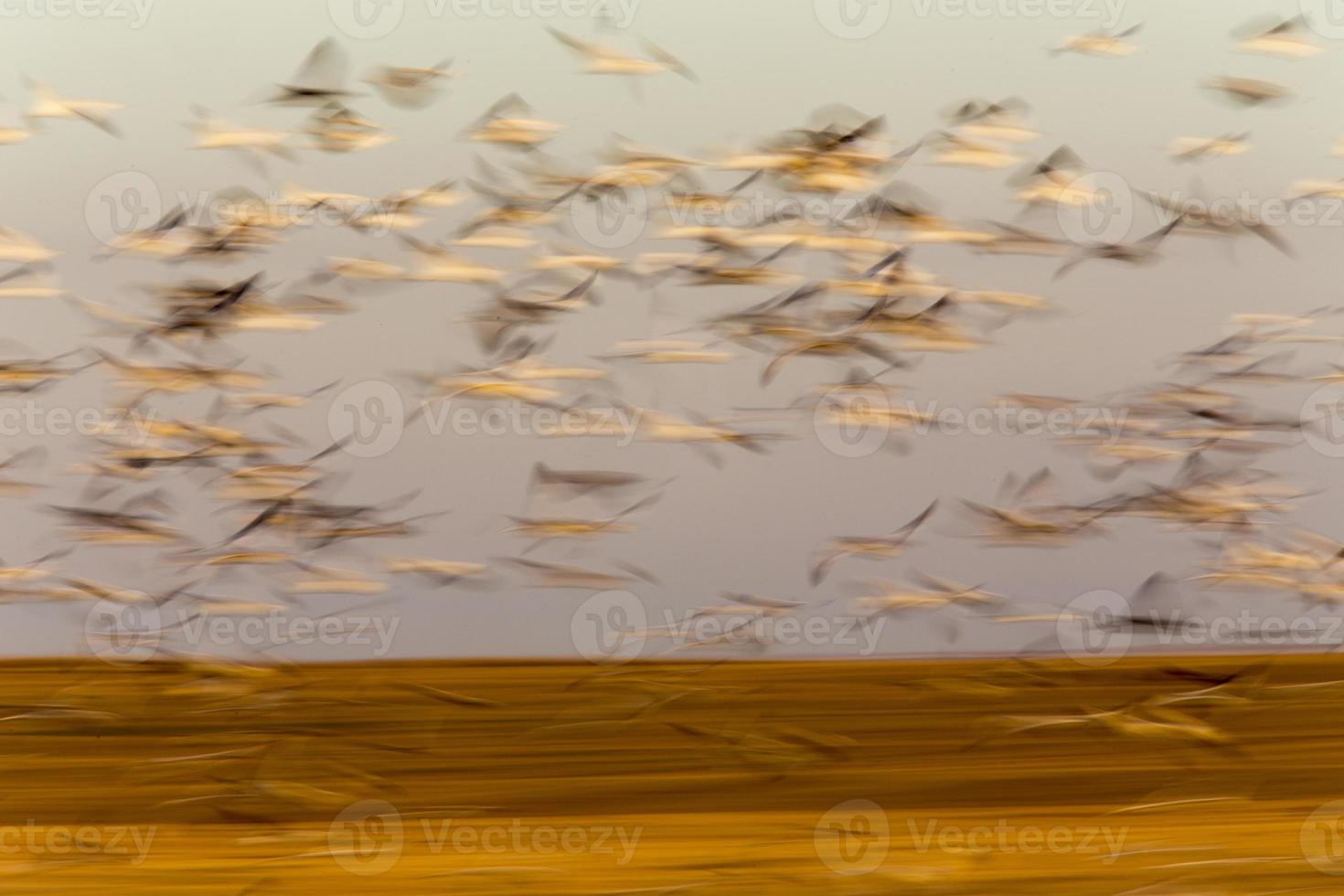 Swarm of Snow Geese photo